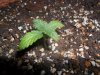 grow 095.jpg
