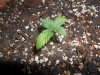 grow 094.jpg grow 094.jpg