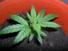 grow 093.jpg