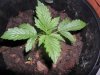 grow 091.jpg