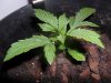 grow 090.jpg