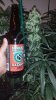 20130808_180952.jpg
