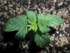 grow 096.jpg