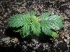 grow 097.jpg