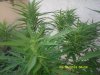 cherry bomb outdoors 8_4_13 010.jpg cherry bomb outdoors 8_4_13 010.jpg