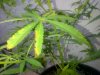 manganese deficiency.jpg
