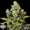 G13_Labs_Cheese.jpg