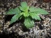 grow 100.jpg