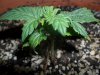 grow 099.jpg