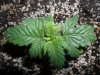 grow 098.jpg