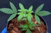 Quantum Kush @ 3 weeks (2 of 5).jpg