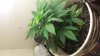 20130811_125242.jpg 20130811_125242.jpg