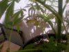 small leaf.jpg