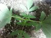 20130811_204949.jpg