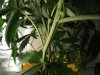 DSCF5620.jpg