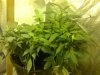 1st week flowering (1).jpg