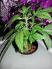 20130813_195018.jpg