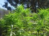 cherry bomb outdoors 8_4_13 006.jpg cherry bomb outdoors 8_4_13 006.jpg