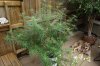 DSC02394.jpg