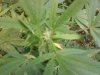 plant1.jpg plant1.jpg