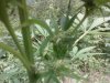 plant2.jpg plant2.jpg