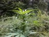 plant6.jpg plant6.jpg