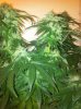 diamond og 008.jpg