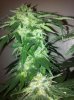 diamond og 004.jpg