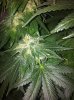 diamond og 006.jpg