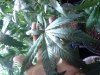 20130815_083315.jpg 20130815_083315.jpg