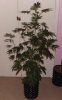 DSCF5349.jpg