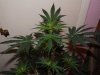 DSCF5351.jpg