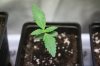 Auto Blueberry x Auto Sweet Tooth Day 10.jpg