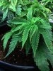 IMG_20130818_101416.jpg