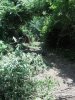 treed in.jpg