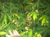 IMG_0521.jpg IMG_0521.jpg