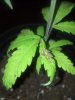 IMG_20130818_185508.jpg