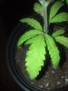 IMG_20130818_185528.jpg