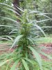 Aug18bagseed1_zps5ecdd85f.jpg Aug18bagseed1_zps5ecdd85f.jpg