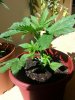 20130819_135418.jpg 20130819_135418.jpg