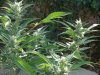 FIRE OG.jpg