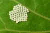 butterfly eggs.jpg