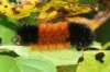 caterpillar.jpg