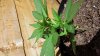 20130723_164823.jpg 20130723_164823.jpg