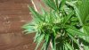 20130821_134218.jpg 20130821_134218.jpg