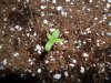 grow 192.jpg grow 192.jpg