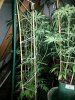 20130821_174951.jpg 20130821_174951.jpg