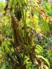 DSCN1919.jpg DSCN1919.jpg