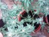 DSC_0144.jpg DSC_0144.jpg