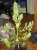 DSC03978.jpg